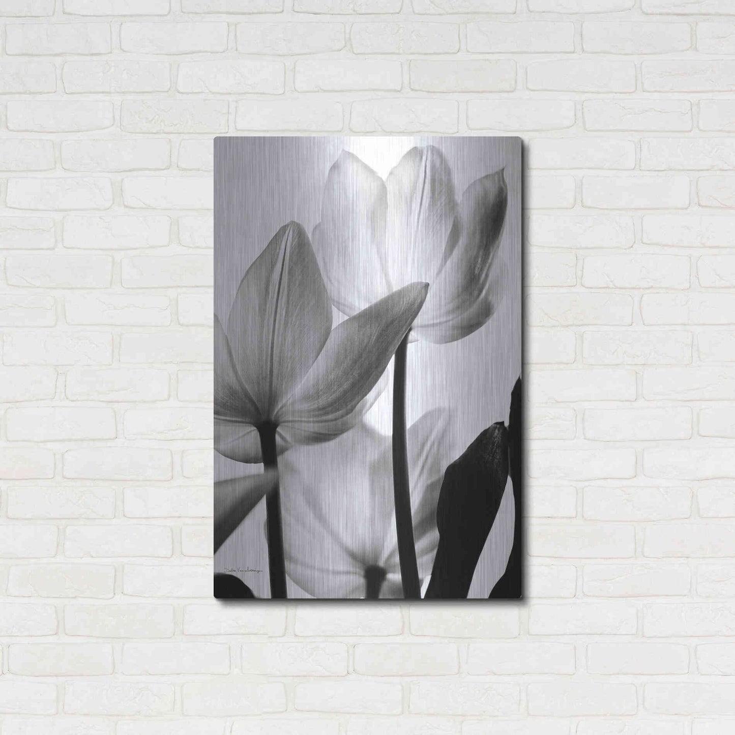 Luxe Metal Art 'Translucent Tulips III' by Debra Van Swearingen, Metal Wall Art,24x36