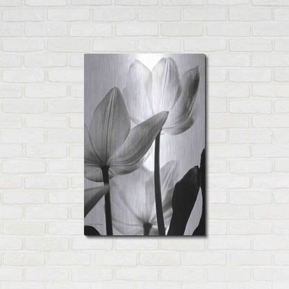 Luxe Metal Art 'Translucent Tulips III' by Debra Van Swearingen, Metal Wall Art,24x36