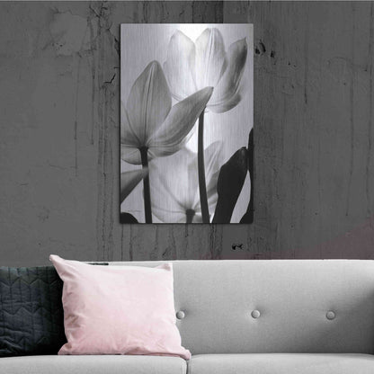 Luxe Metal Art 'Translucent Tulips III' by Debra Van Swearingen, Metal Wall Art,24x36