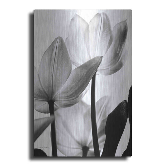 Luxe Metal Art 'Translucent Tulips III' by Debra Van Swearingen, Metal Wall Art