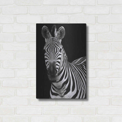 Luxe Metal Art 'Zebra II' by Debra Van Swearingen, Metal Wall Art,16x24