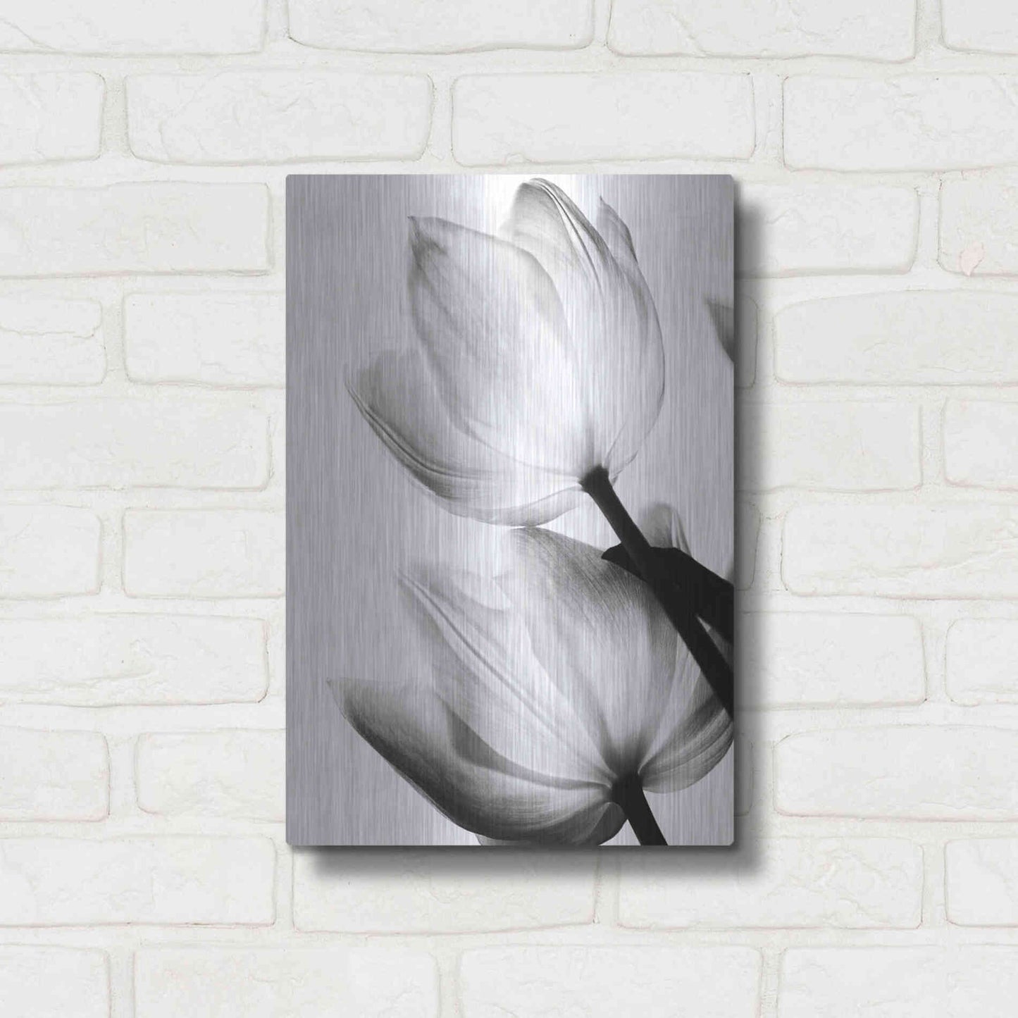 Luxe Metal Art 'Translucent Tulips II' by Debra Van Swearingen, Metal Wall Art,12x16