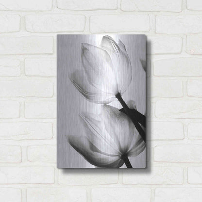 Luxe Metal Art 'Translucent Tulips II' by Debra Van Swearingen, Metal Wall Art,12x16