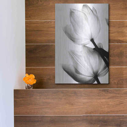 Luxe Metal Art 'Translucent Tulips II' by Debra Van Swearingen, Metal Wall Art,12x16