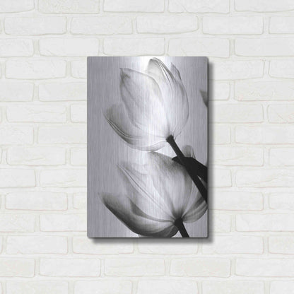 Luxe Metal Art 'Translucent Tulips II' by Debra Van Swearingen, Metal Wall Art,16x24