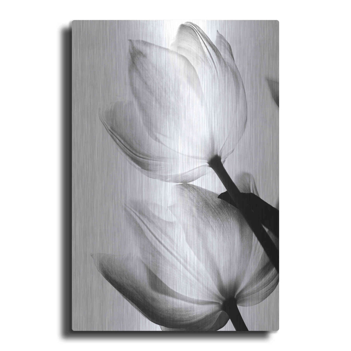 Luxe Metal Art 'Translucent Tulips II' by Debra Van Swearingen, Metal Wall Art