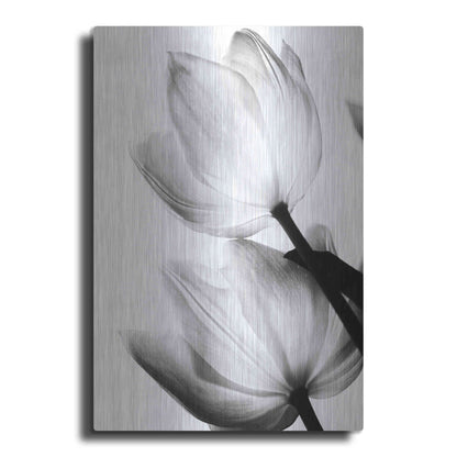 Luxe Metal Art 'Translucent Tulips II' by Debra Van Swearingen, Metal Wall Art