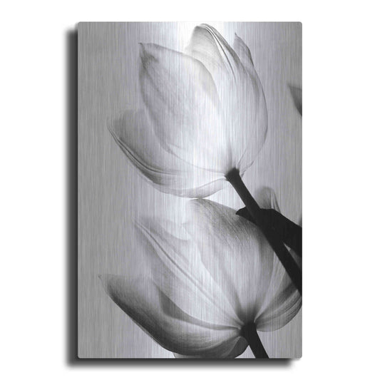 Luxe Metal Art 'Translucent Tulips II' by Debra Van Swearingen, Metal Wall Art