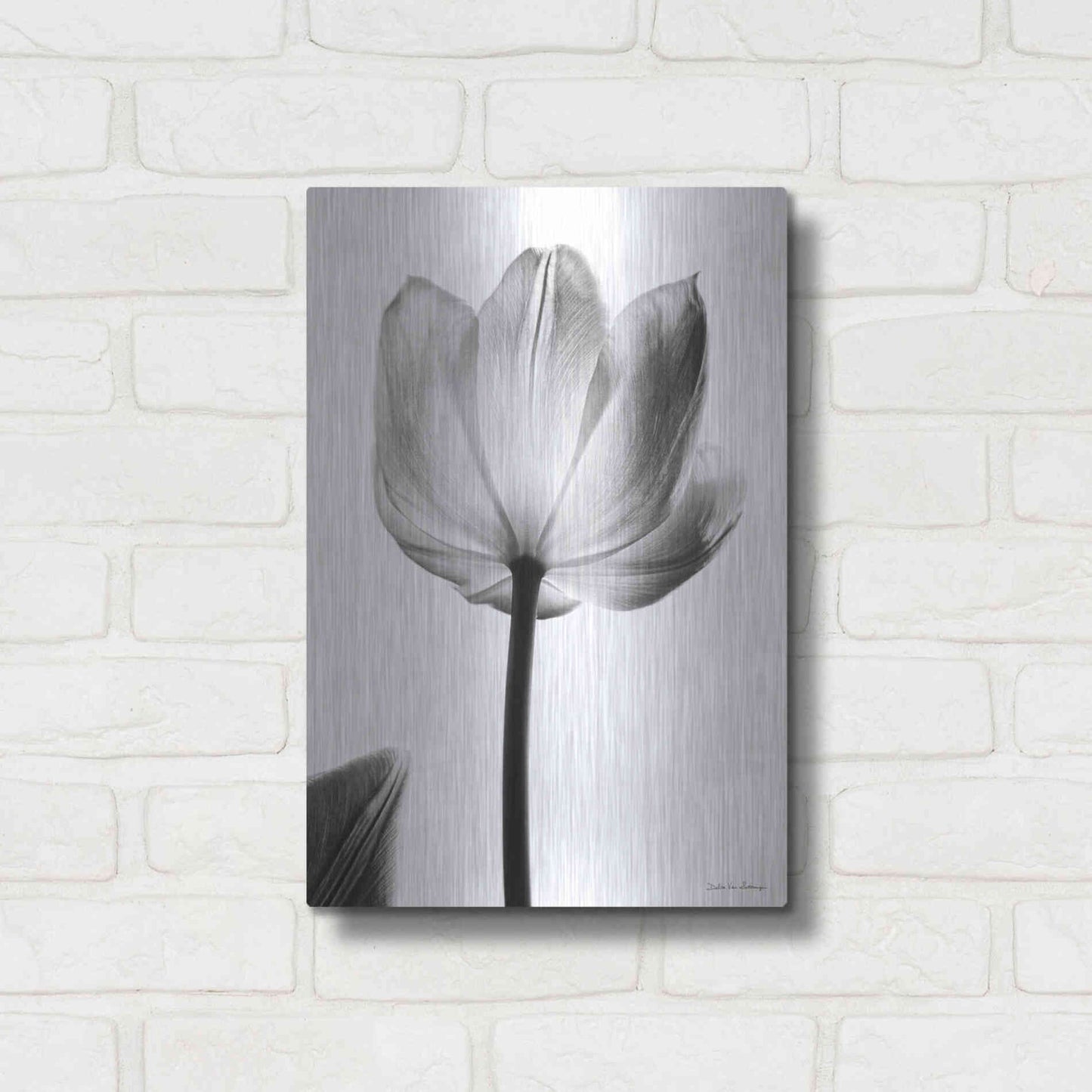 Luxe Metal Art 'Translucent Tulips I' by Debra Van Swearingen, Metal Wall Art,12x16