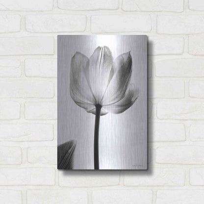 Luxe Metal Art 'Translucent Tulips I' by Debra Van Swearingen, Metal Wall Art,12x16