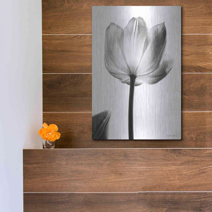 Luxe Metal Art 'Translucent Tulips I' by Debra Van Swearingen, Metal Wall Art,12x16
