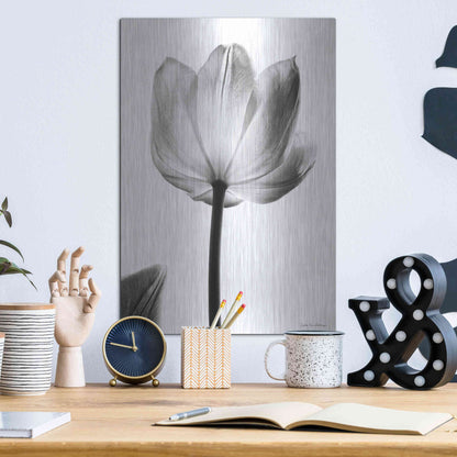 Luxe Metal Art 'Translucent Tulips I' by Debra Van Swearingen, Metal Wall Art,12x16