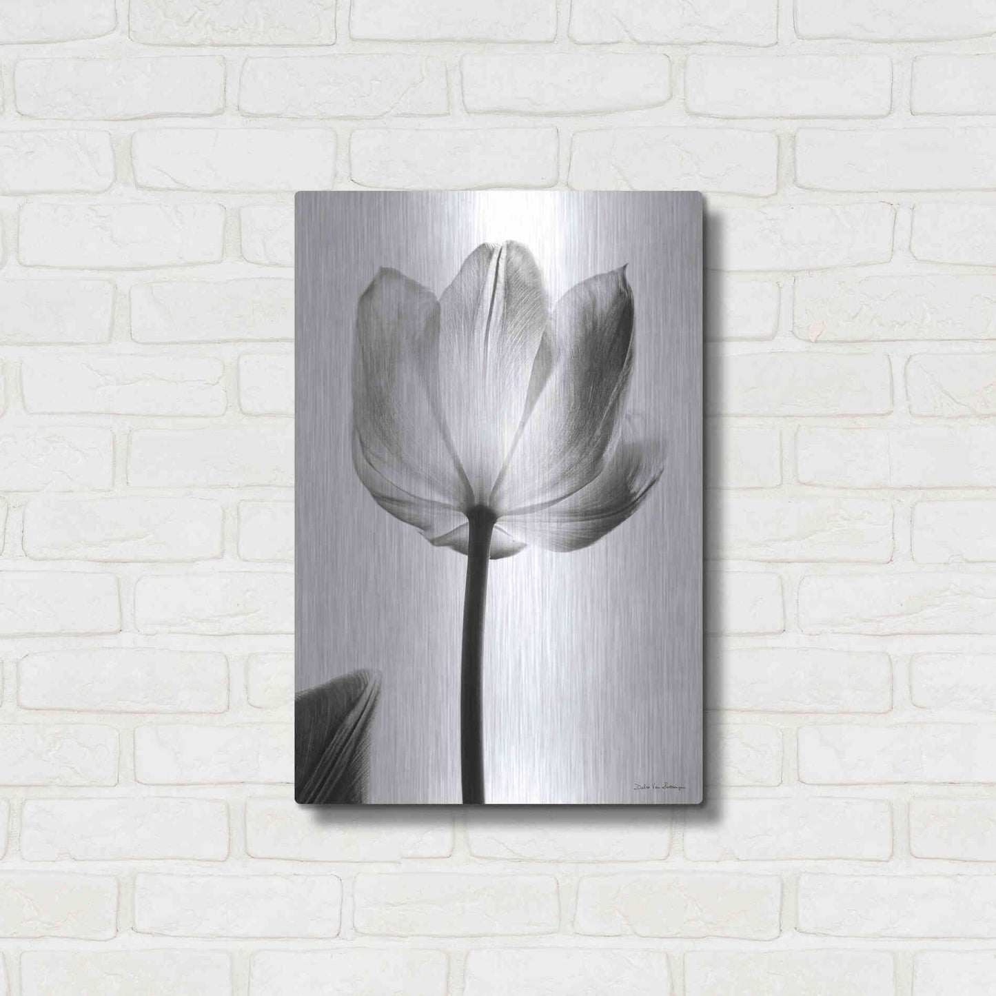 Luxe Metal Art 'Translucent Tulips I' by Debra Van Swearingen, Metal Wall Art,16x24
