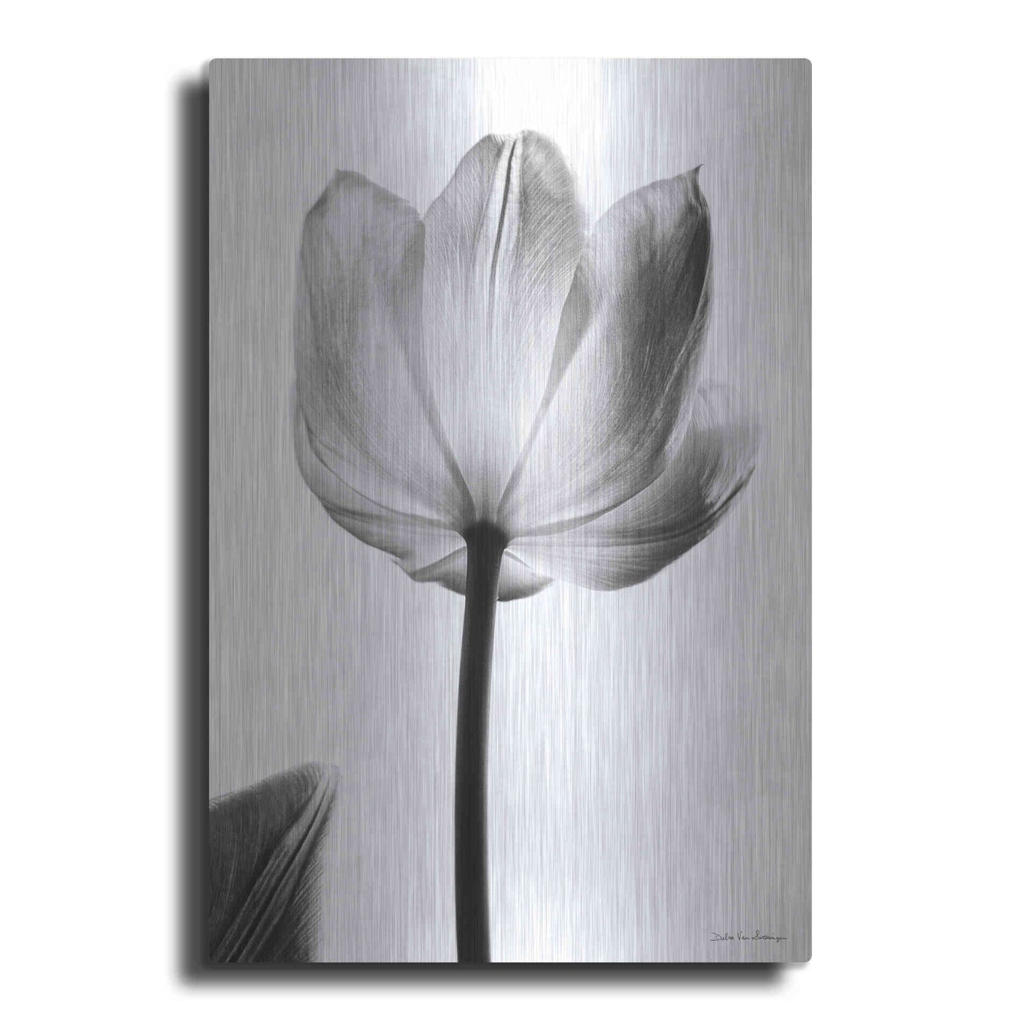 Luxe Metal Art 'Translucent Tulips I' by Debra Van Swearingen, Metal Wall Art