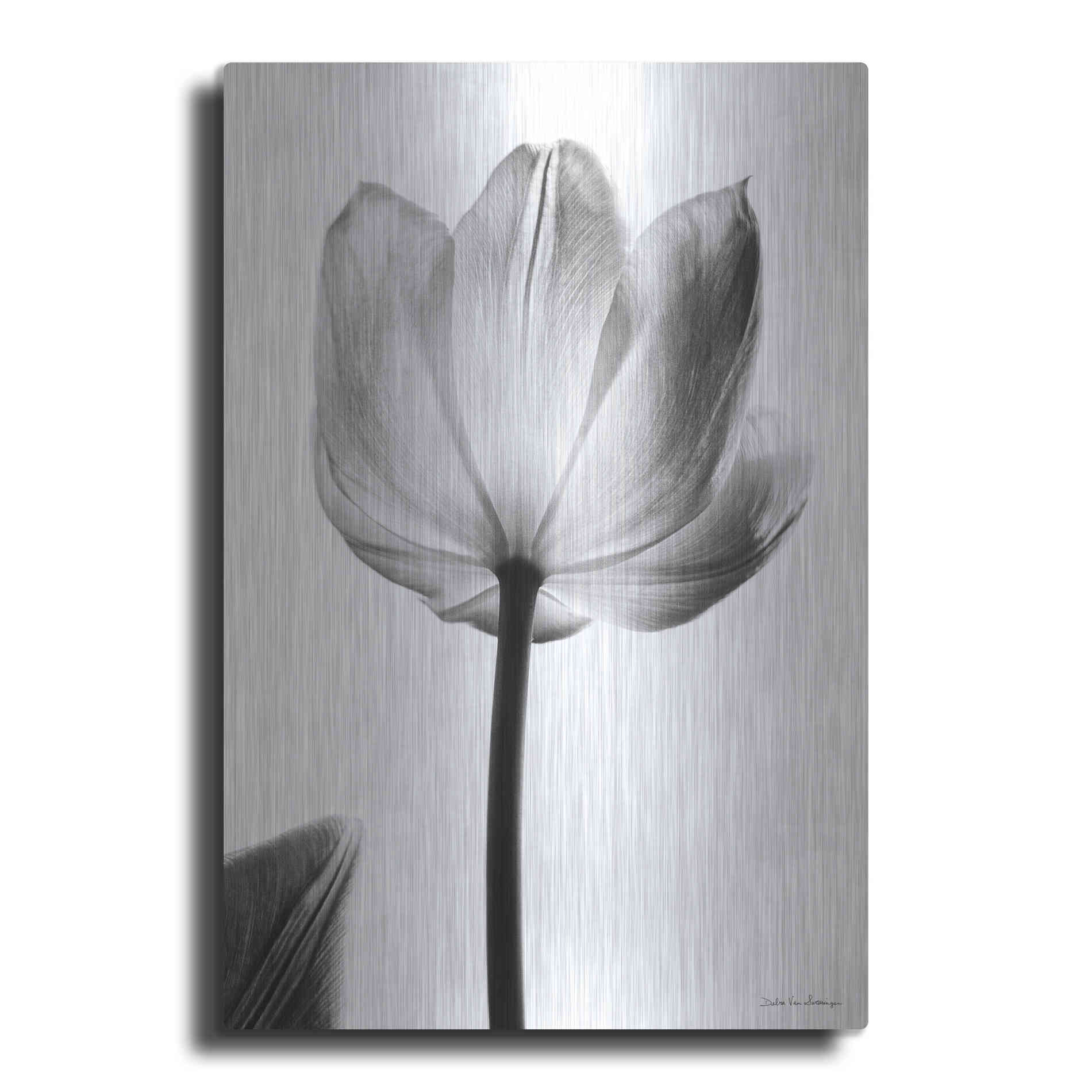 Luxe Metal Art 'Translucent Tulips I' by Debra Van Swearingen, Metal Wall Art