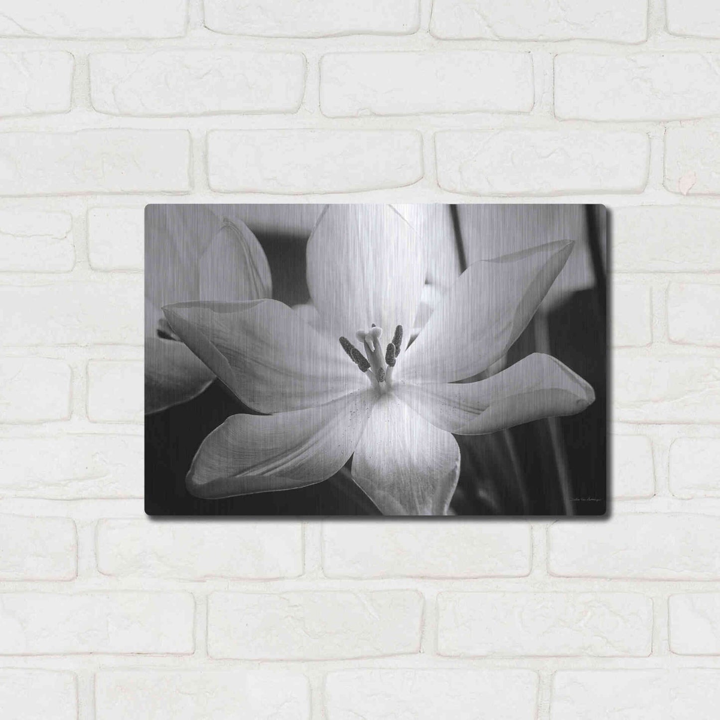 Luxe Metal Art 'Translucent Tulips IV' by Debra Van Swearingen, Metal Wall Art,16x12