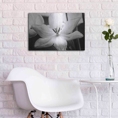 Luxe Metal Art 'Translucent Tulips IV' by Debra Van Swearingen, Metal Wall Art,24x16