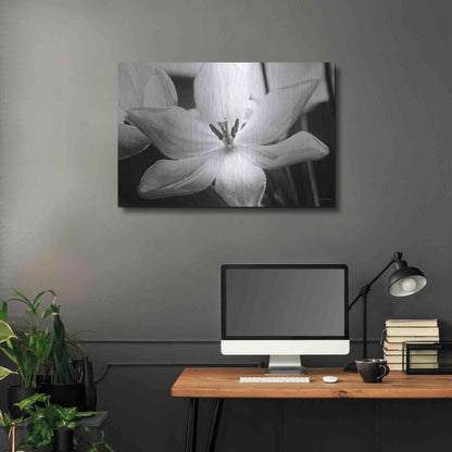 Luxe Metal Art 'Translucent Tulips IV' by Debra Van Swearingen, Metal Wall Art,36x24