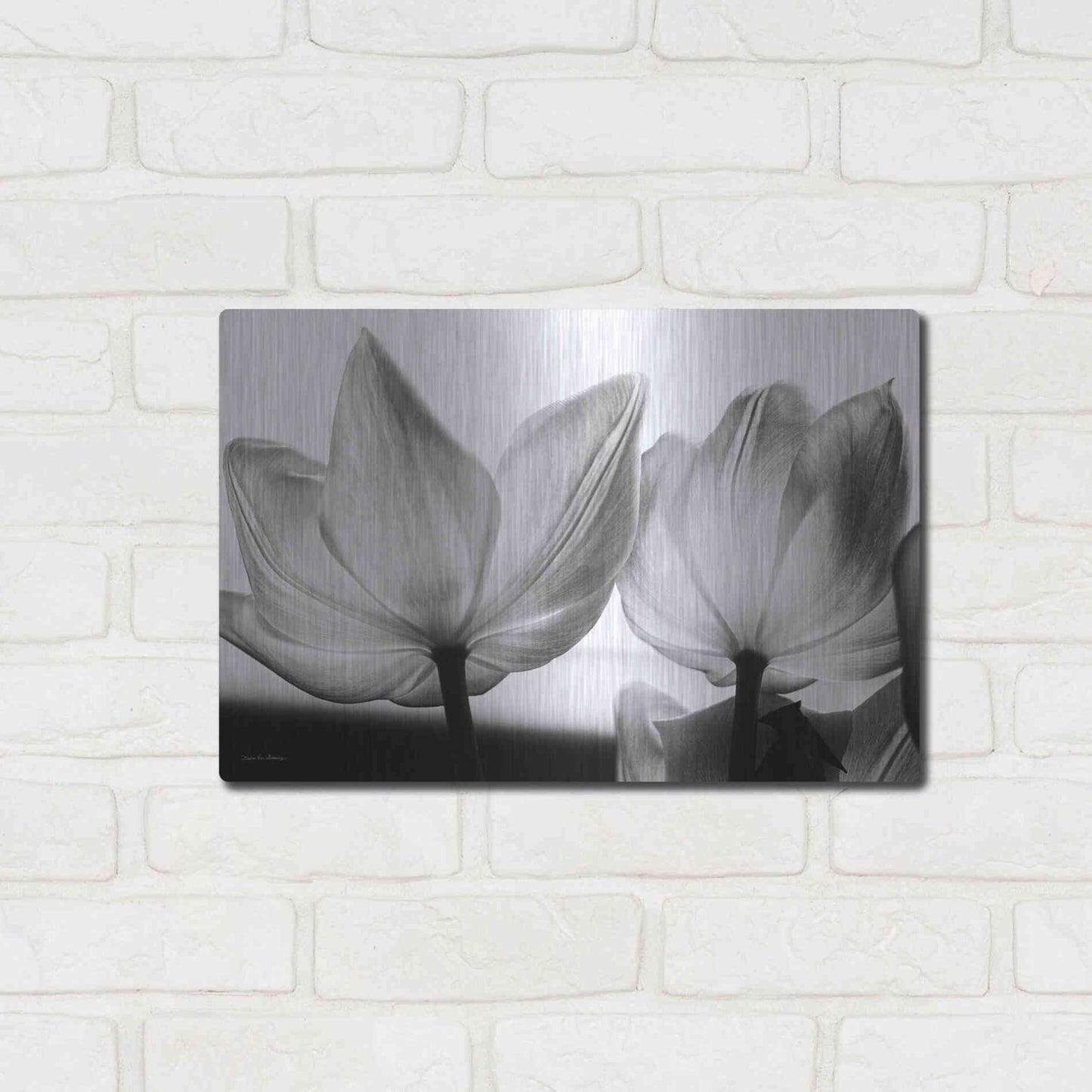 Luxe Metal Art 'Translucent Tulips V' by Debra Van Swearingen, Metal Wall Art,16x12