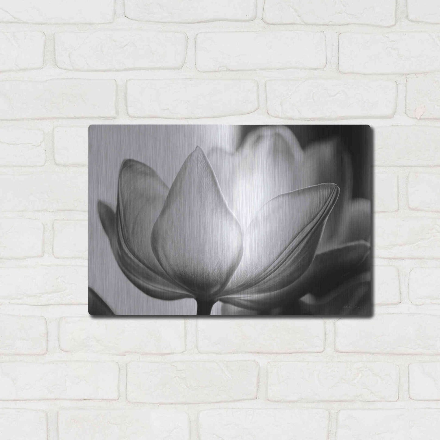 Luxe Metal Art 'Translucent Tulips VI' by Debra Van Swearingen, Metal Wall Art,16x12