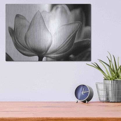 Luxe Metal Art 'Translucent Tulips VI' by Debra Van Swearingen, Metal Wall Art,16x12