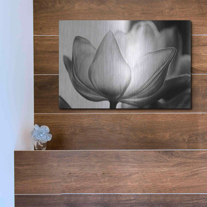 Luxe Metal Art 'Translucent Tulips VI' by Debra Van Swearingen, Metal Wall Art,16x12