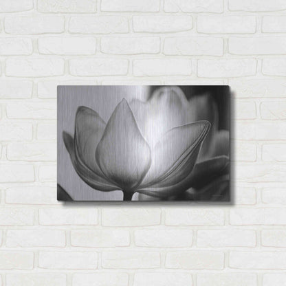 Luxe Metal Art 'Translucent Tulips VI' by Debra Van Swearingen, Metal Wall Art,24x16