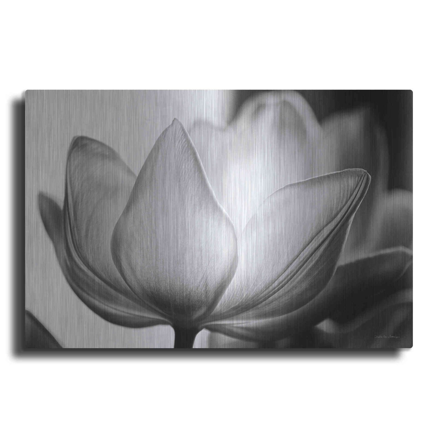 Luxe Metal Art 'Translucent Tulips VI' by Debra Van Swearingen, Metal Wall Art