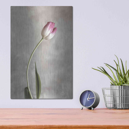 Luxe Metal Art 'Fresh Tulips I' by Debra Van Swearingen, Metal Wall Art,12x16