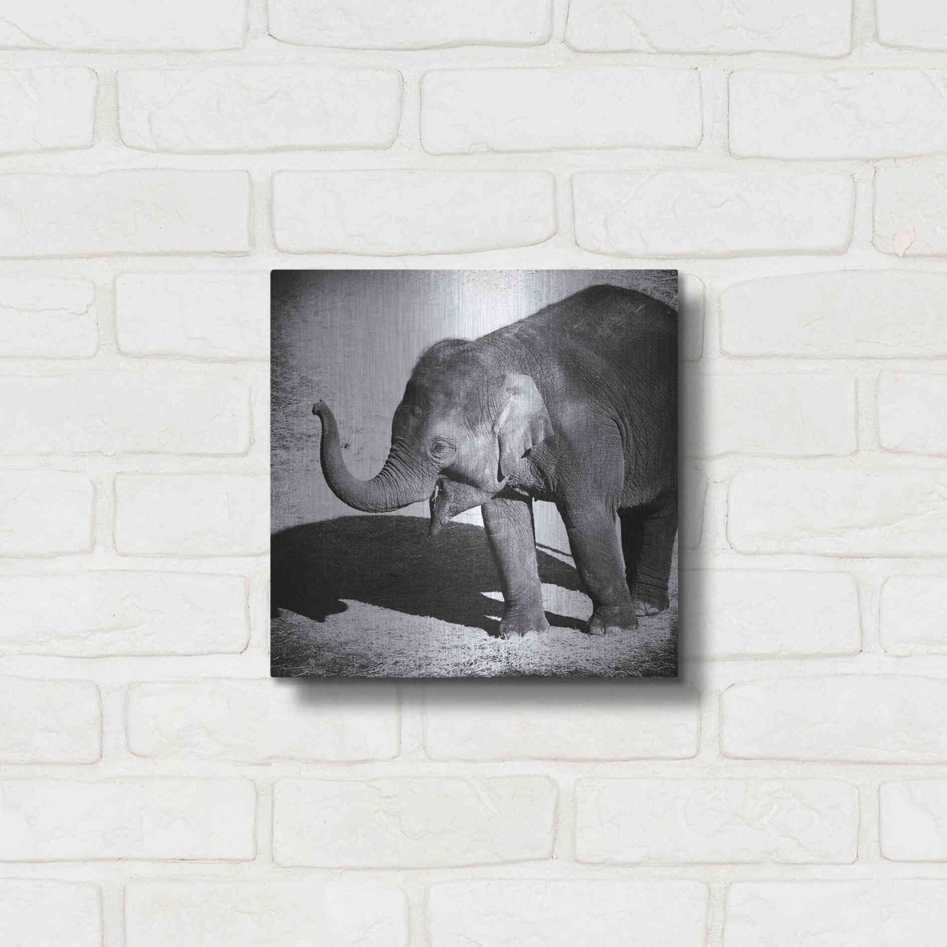 Luxe Metal Art 'Elephant IV' by Debra Van Swearingen, Metal Wall Art,12x12