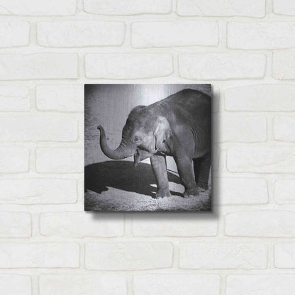 Luxe Metal Art 'Elephant IV' by Debra Van Swearingen, Metal Wall Art,12x12