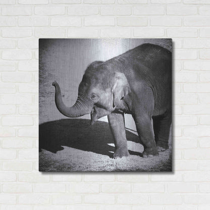 Luxe Metal Art 'Elephant IV' by Debra Van Swearingen, Metal Wall Art,36x36