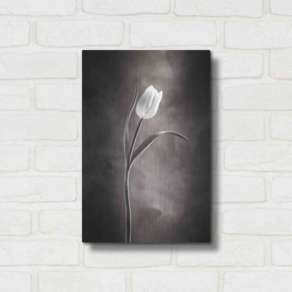 Luxe Metal Art 'Two Tone Tulips I' by Debra Van Swearingen, Metal Wall Art,12x16