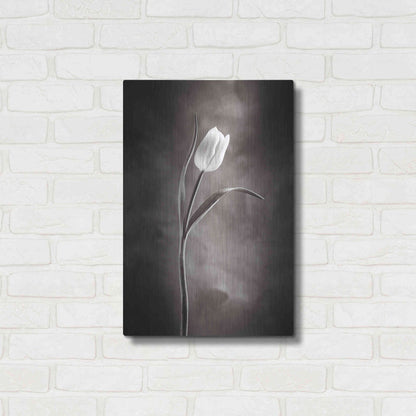Luxe Metal Art 'Two Tone Tulips I' by Debra Van Swearingen, Metal Wall Art,16x24