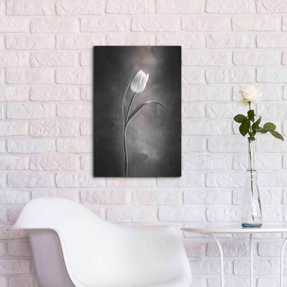 Luxe Metal Art 'Two Tone Tulips I' by Debra Van Swearingen, Metal Wall Art,16x24