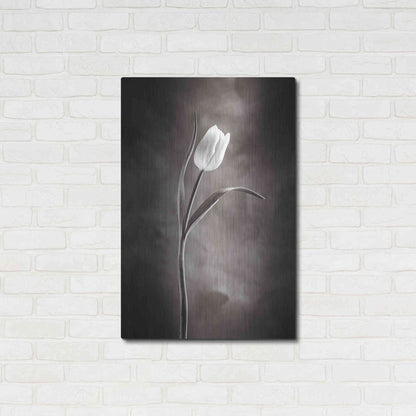 Luxe Metal Art 'Two Tone Tulips I' by Debra Van Swearingen, Metal Wall Art,24x36