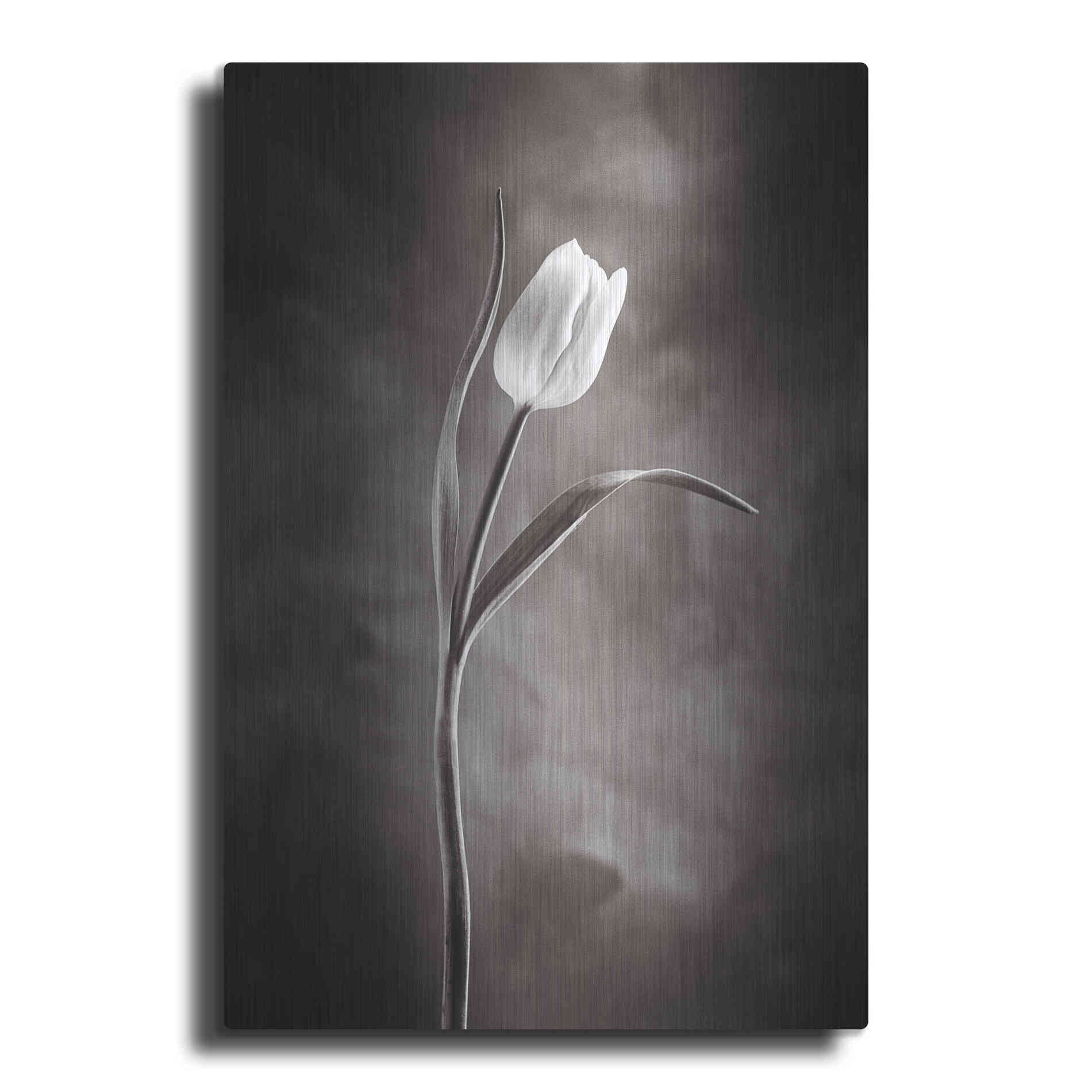 Luxe Metal Art 'Two Tone Tulips I' by Debra Van Swearingen, Metal Wall Art