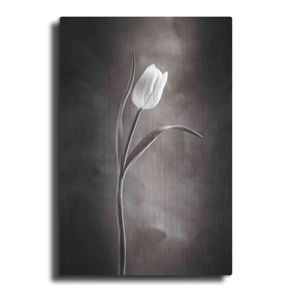 Luxe Metal Art 'Two Tone Tulips I' by Debra Van Swearingen, Metal Wall Art