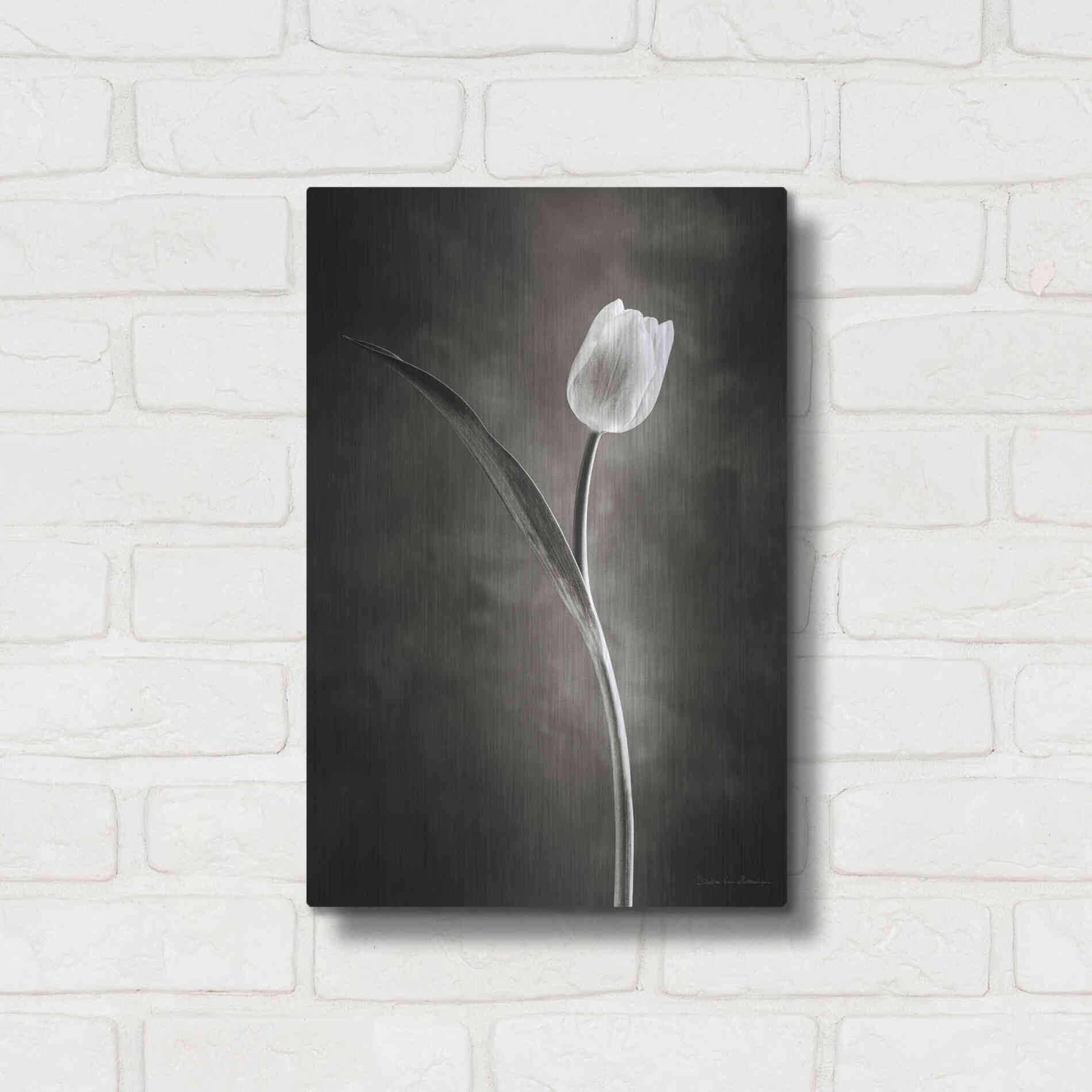 Luxe Metal Art 'Two Tone Tulips II' by Debra Van Swearingen, Metal Wall Art,12x16