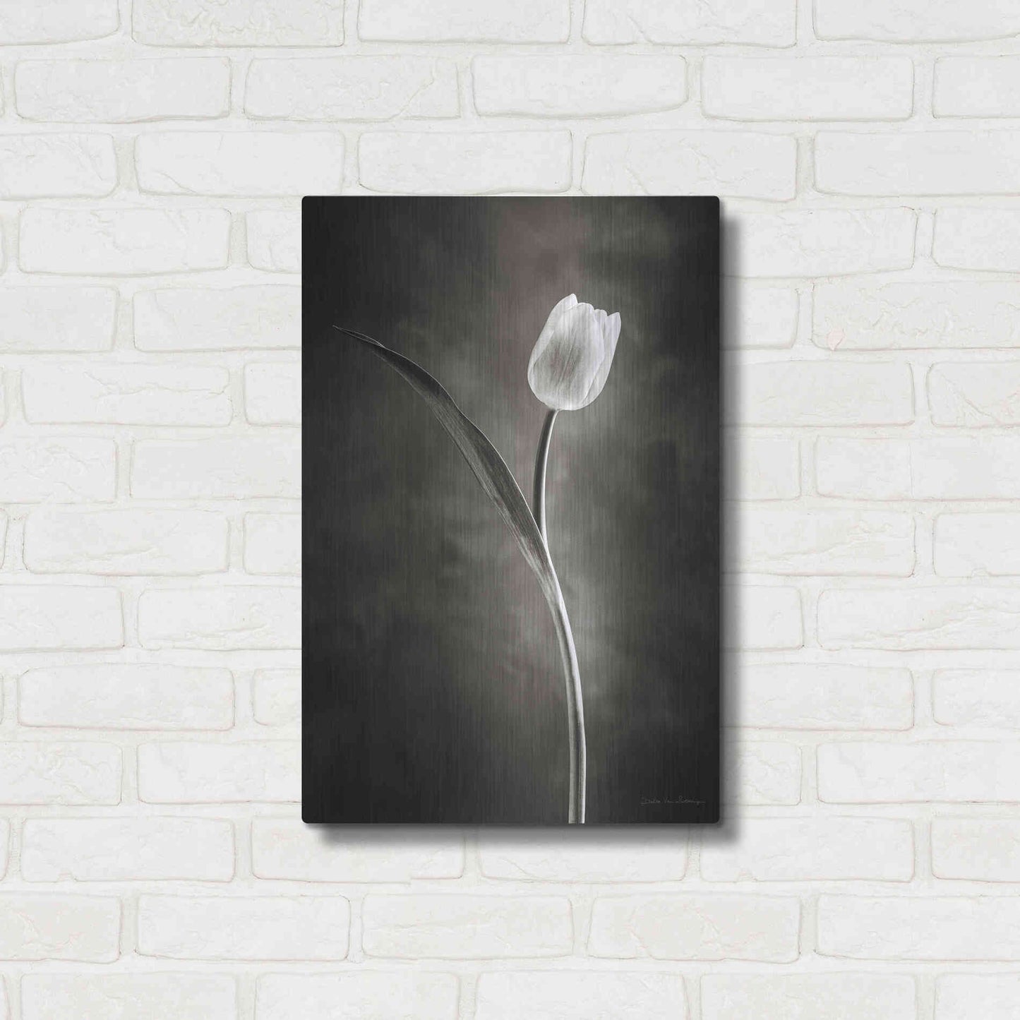 Luxe Metal Art 'Two Tone Tulips II' by Debra Van Swearingen, Metal Wall Art,16x24