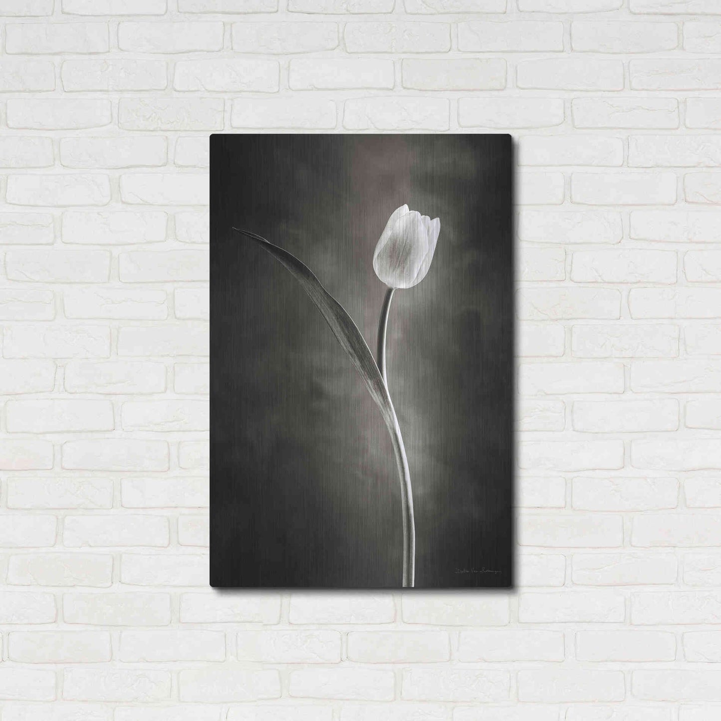 Luxe Metal Art 'Two Tone Tulips II' by Debra Van Swearingen, Metal Wall Art,24x36