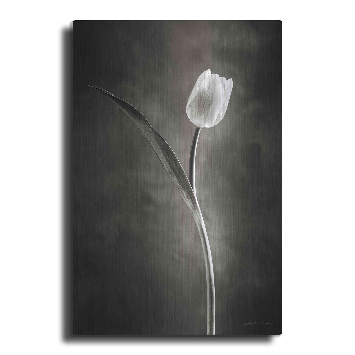 Luxe Metal Art 'Two Tone Tulips II' by Debra Van Swearingen, Metal Wall Art