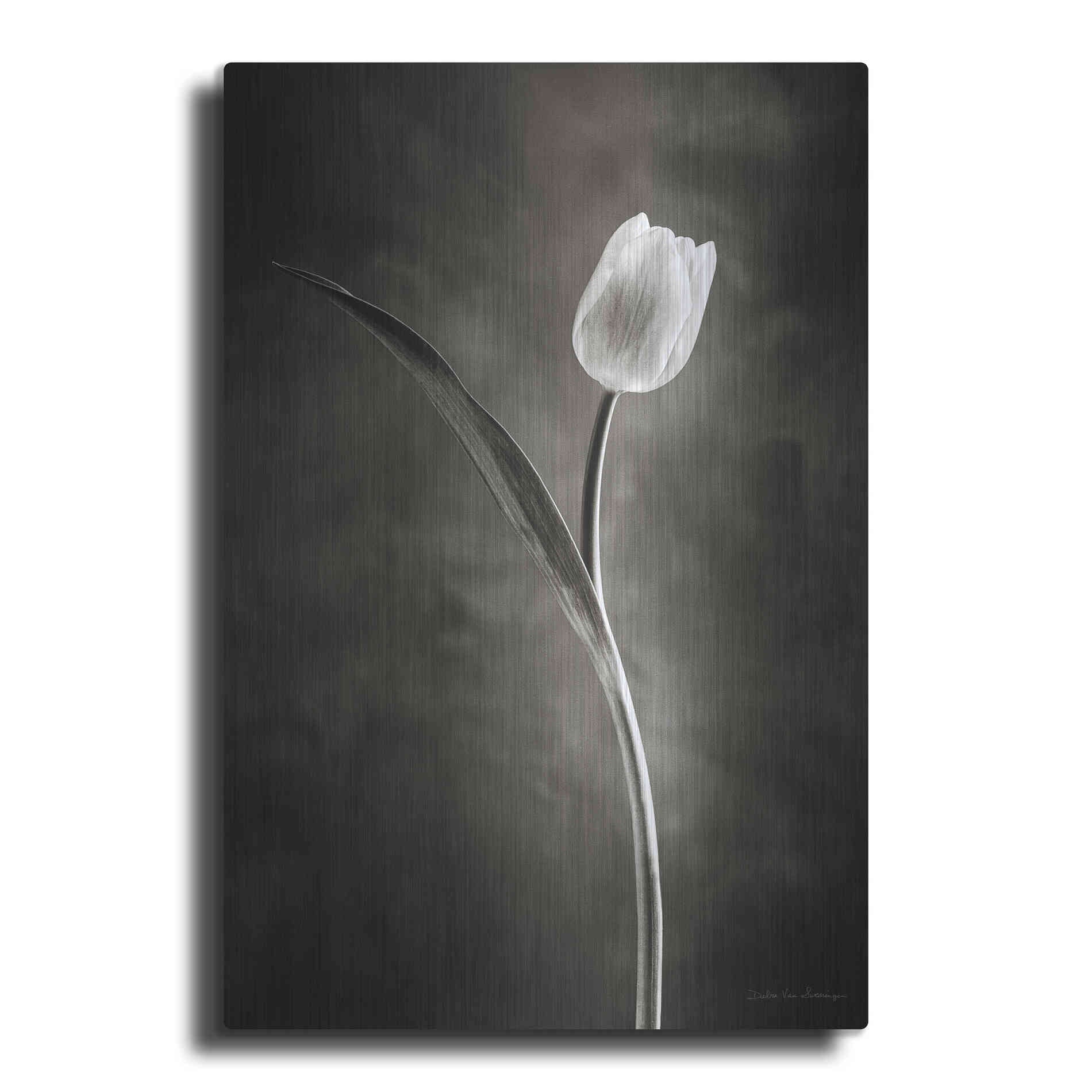 Luxe Metal Art 'Two Tone Tulips II' by Debra Van Swearingen, Metal Wall Art