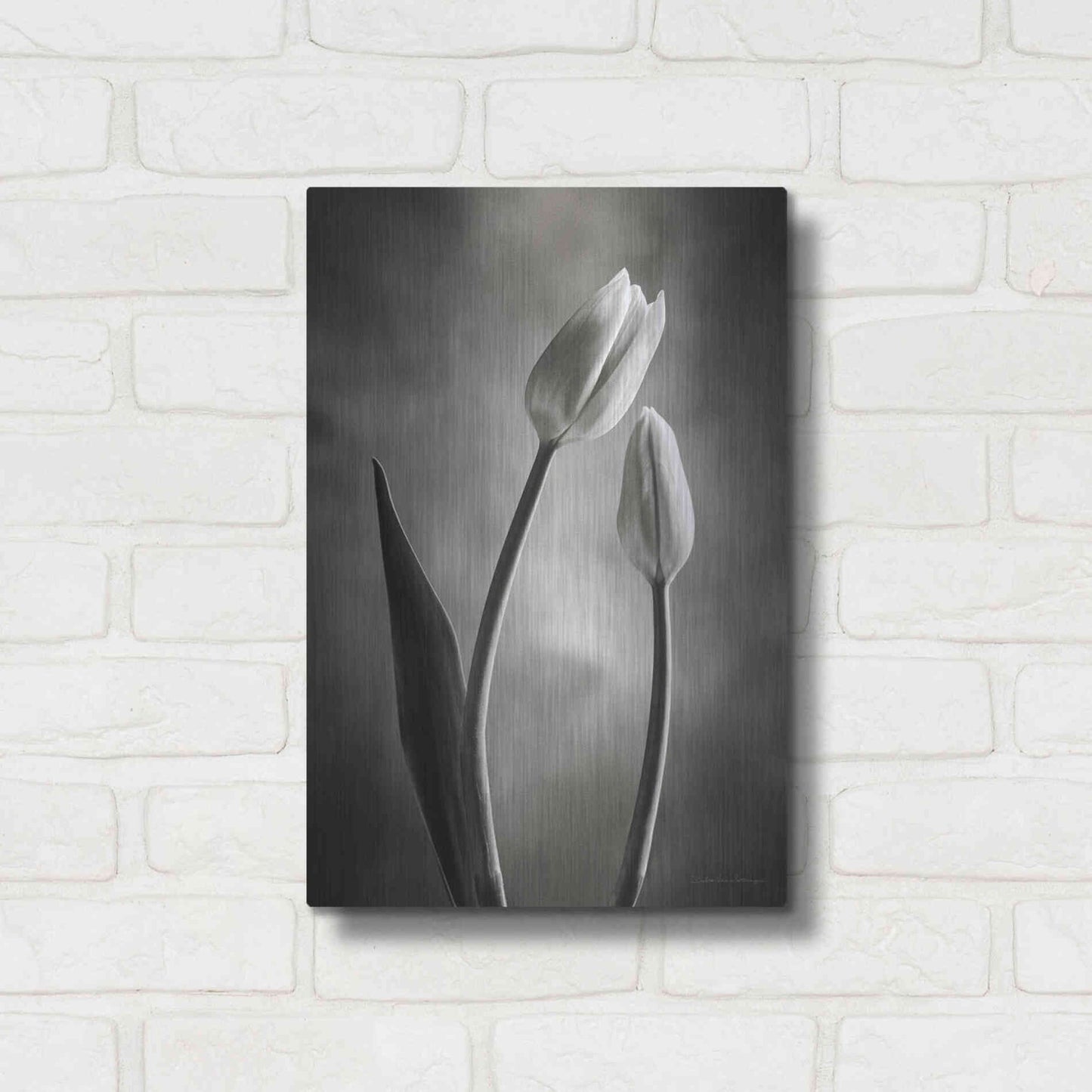 Luxe Metal Art 'Two Tone Tulips III' by Debra Van Swearingen, Metal Wall Art,12x16