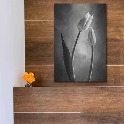 Luxe Metal Art 'Two Tone Tulips III' by Debra Van Swearingen, Metal Wall Art,12x16