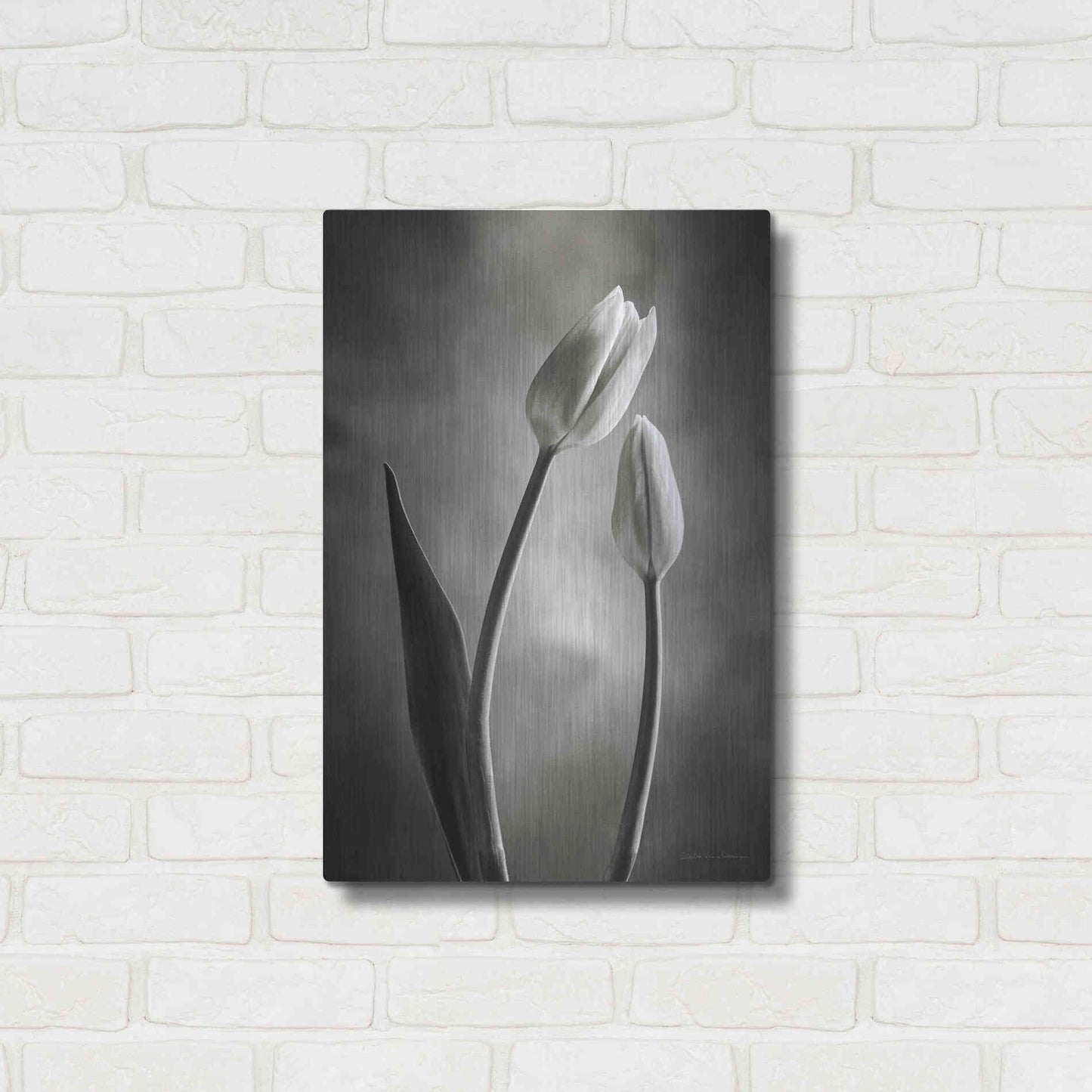 Luxe Metal Art 'Two Tone Tulips III' by Debra Van Swearingen, Metal Wall Art,16x24