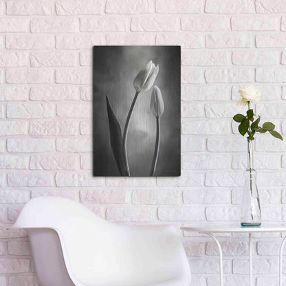 Luxe Metal Art 'Two Tone Tulips III' by Debra Van Swearingen, Metal Wall Art,16x24