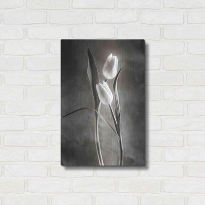 Luxe Metal Art 'Two Tone Tulips VI' by Debra Van Swearingen, Metal Wall Art,16x24