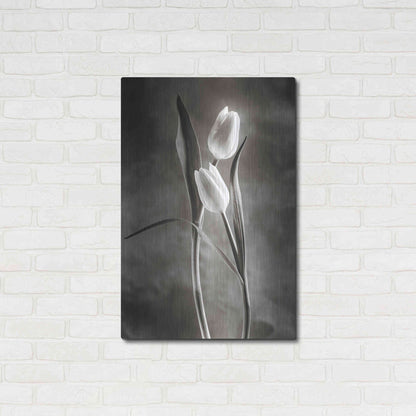 Luxe Metal Art 'Two Tone Tulips VI' by Debra Van Swearingen, Metal Wall Art,24x36