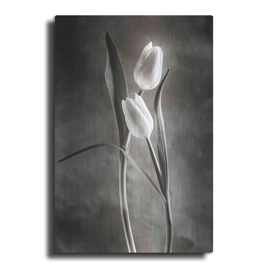 Luxe Metal Art 'Two Tone Tulips VI' by Debra Van Swearingen, Metal Wall Art